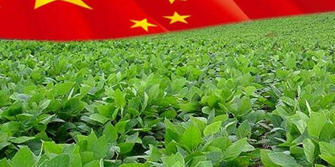 China Soybean Import